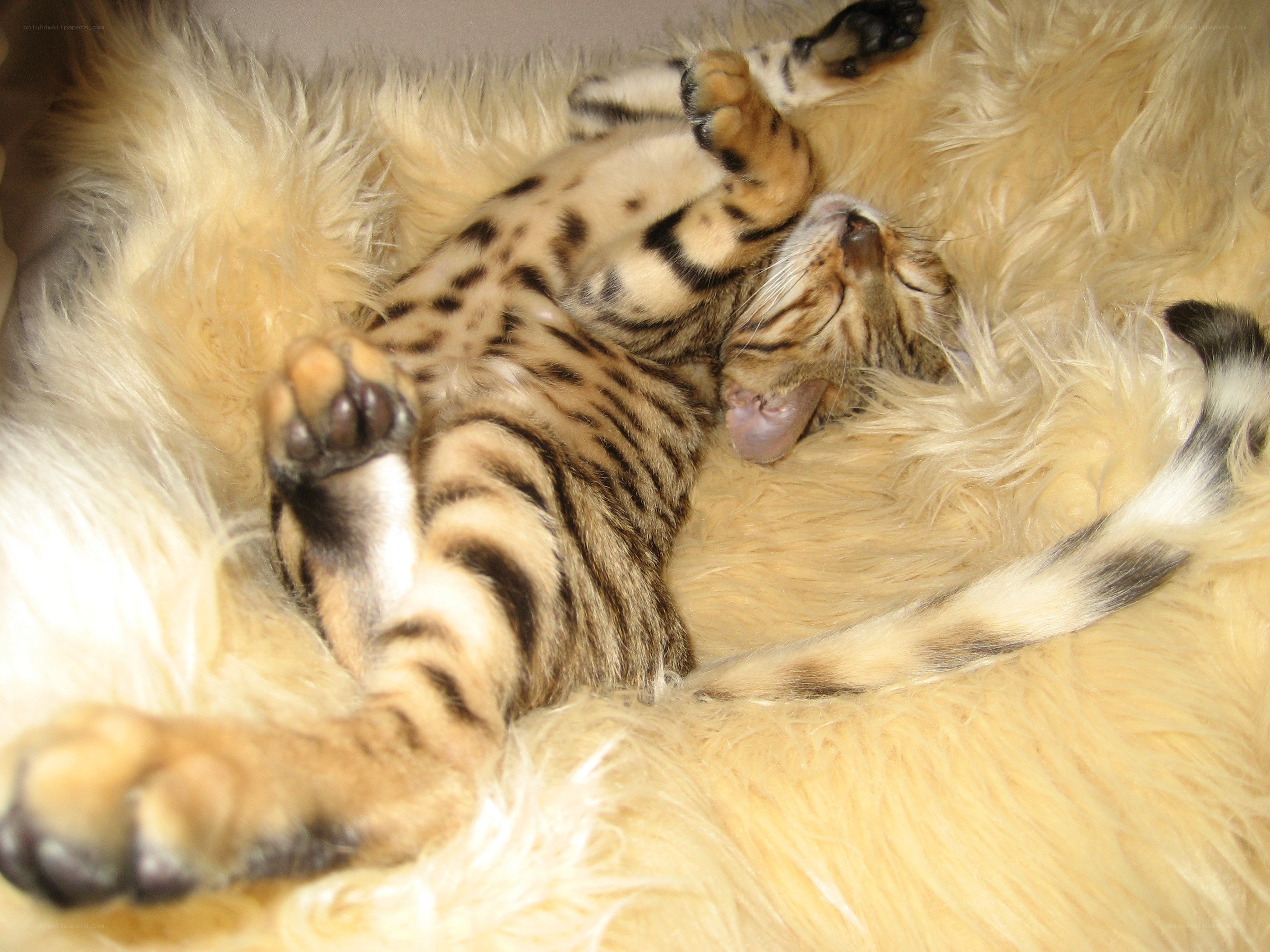 Sleeping cat on fluffy bed