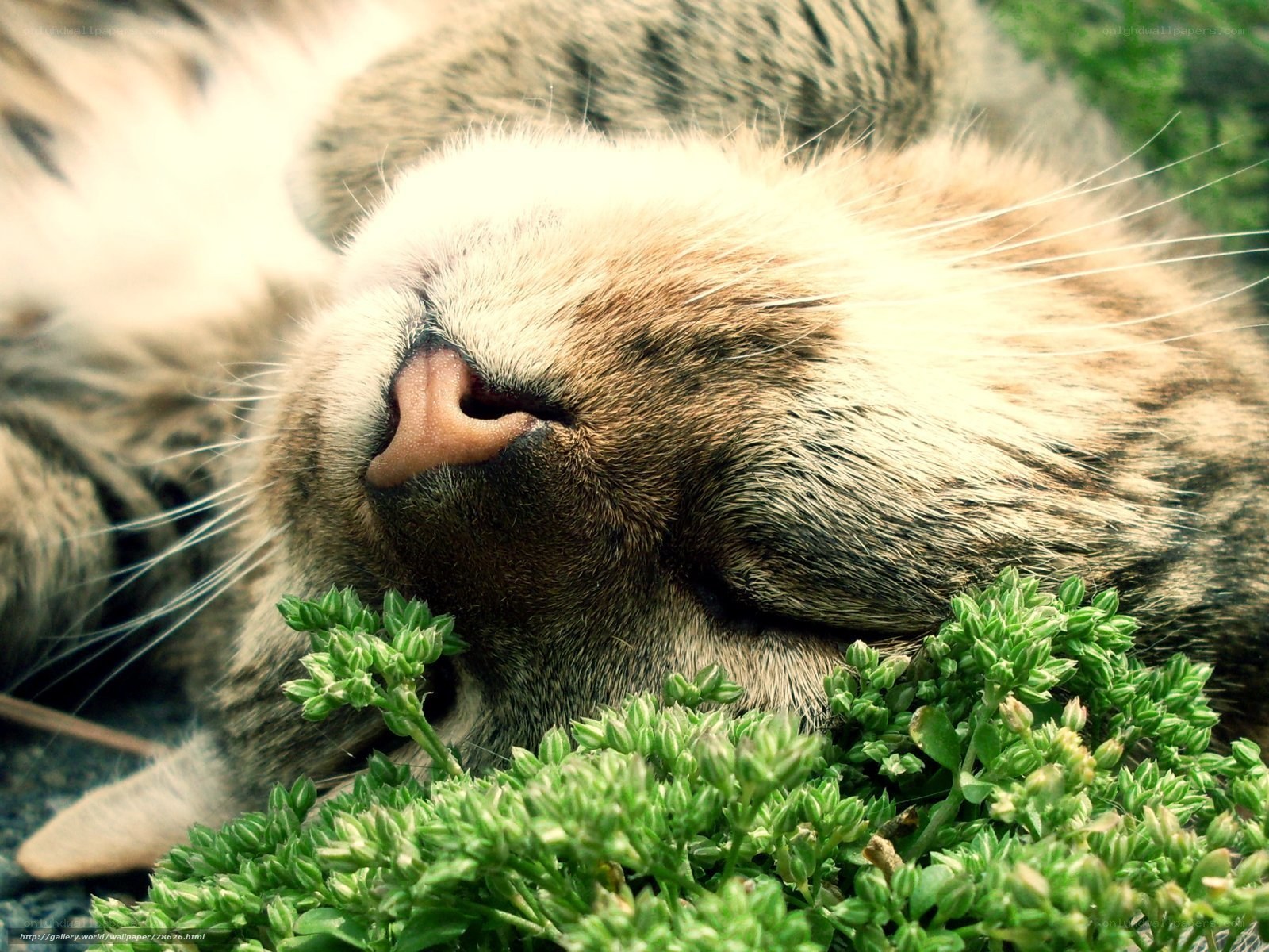Sleeping cat on green plants