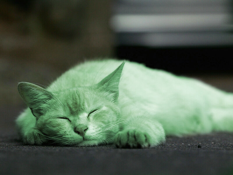 sleeping cat on ground
