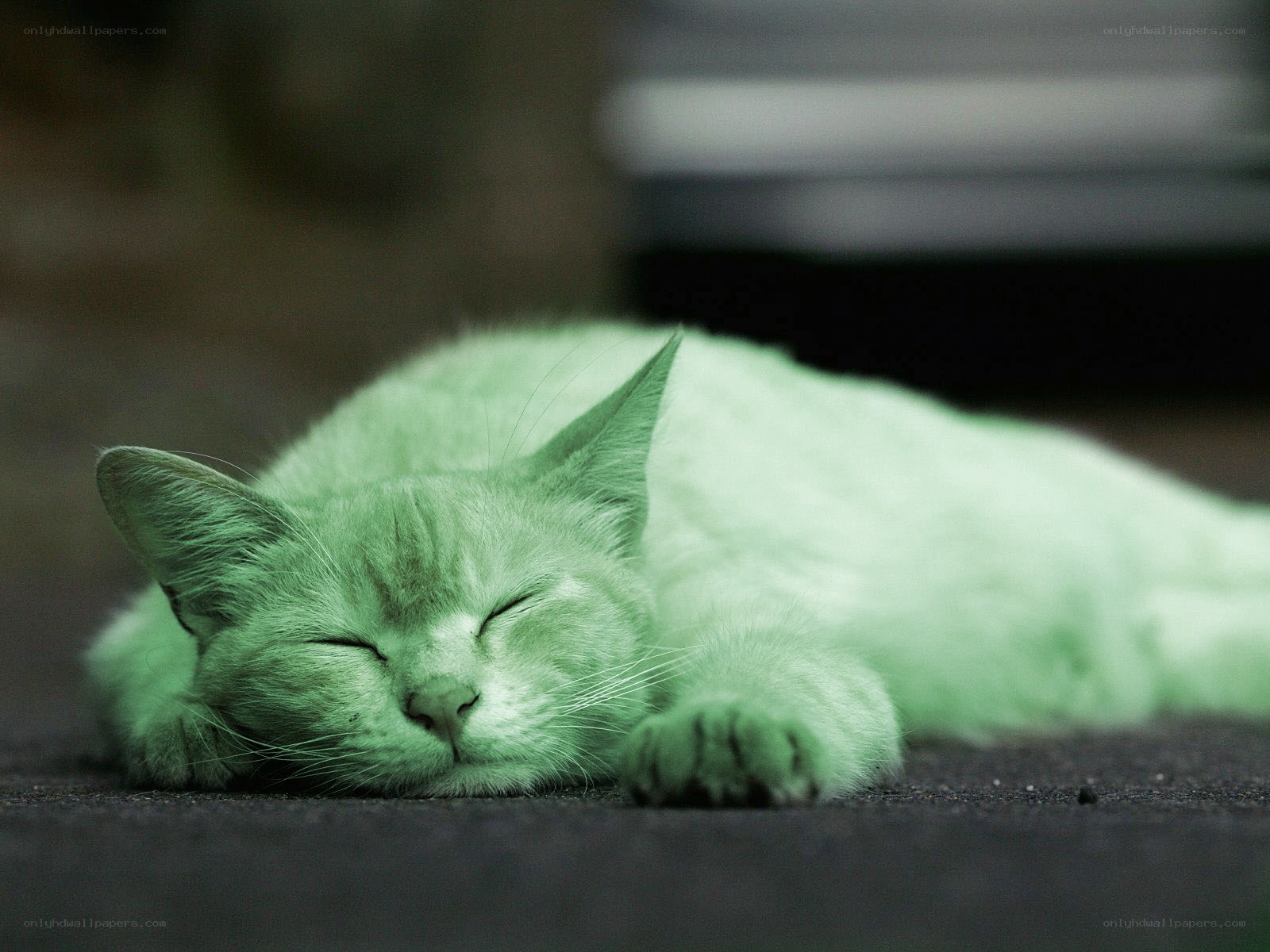 sleeping cat on ground