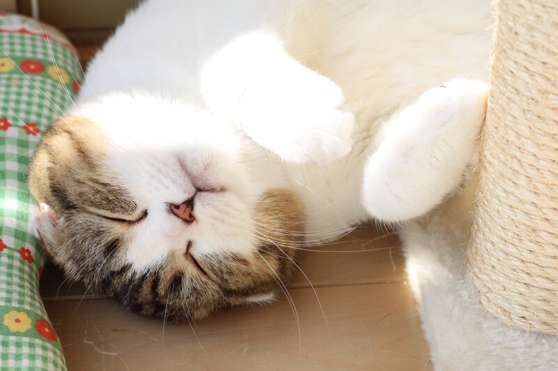 Sleeping cat on its back