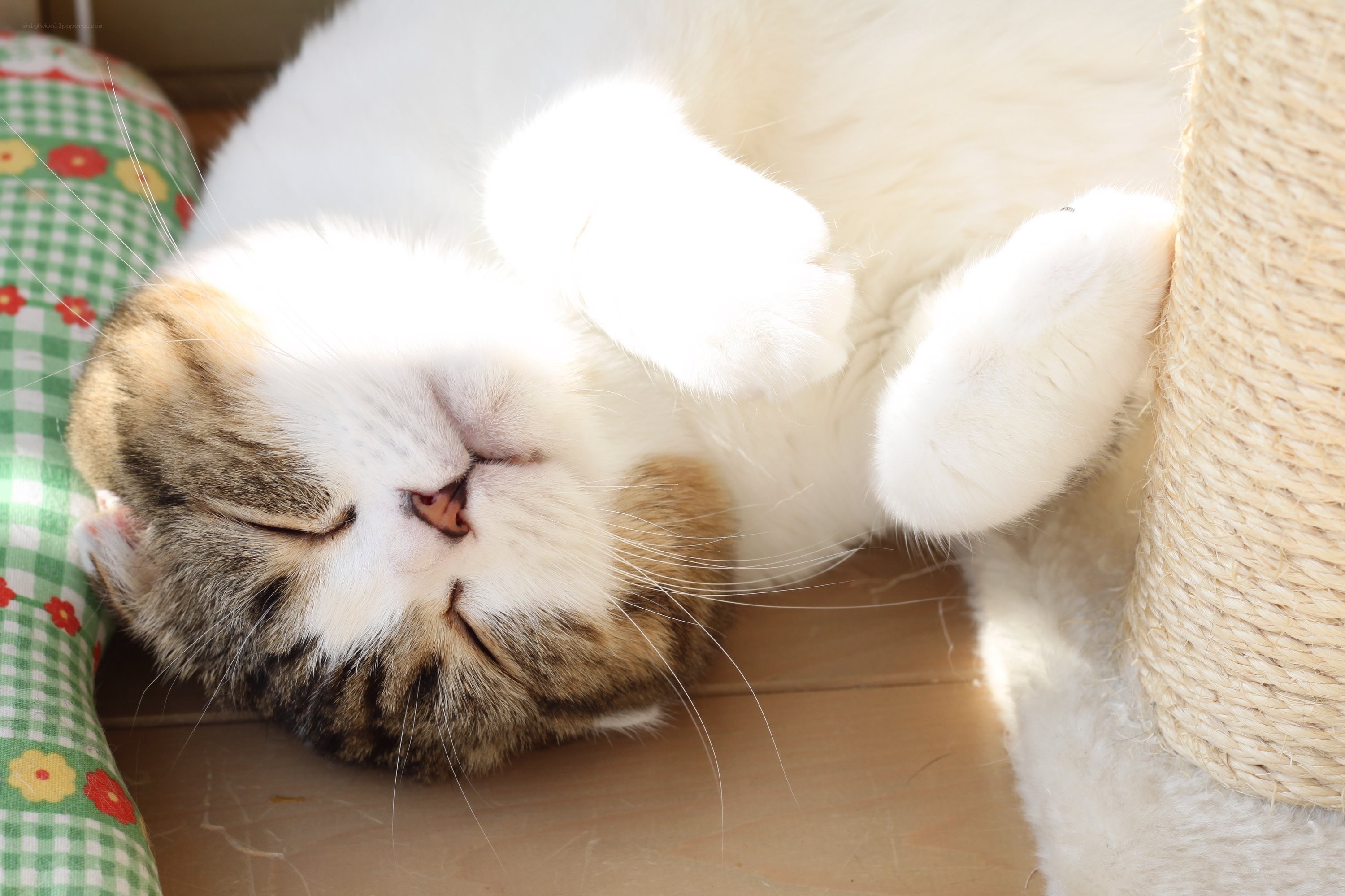 Sleeping cat on its back