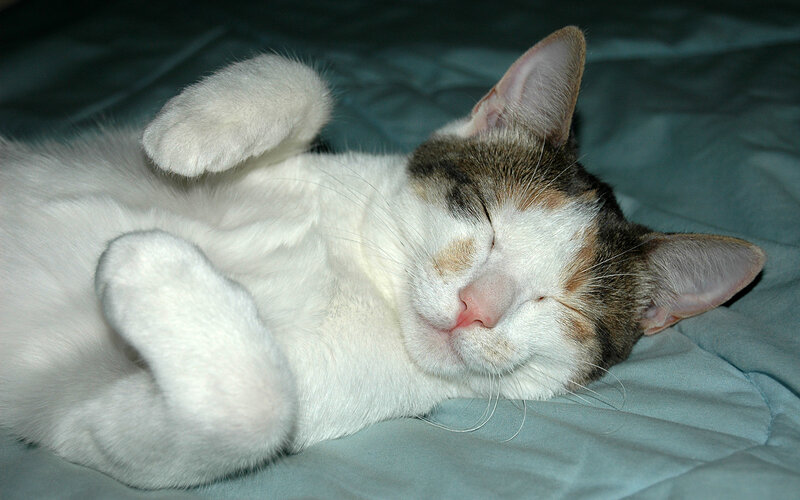 Sleeping cat on its back