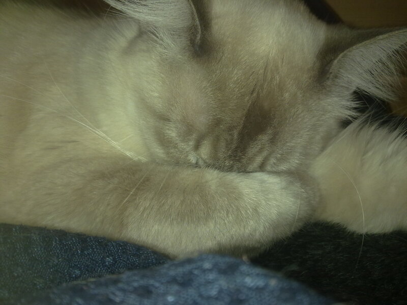 sleeping cat on lap