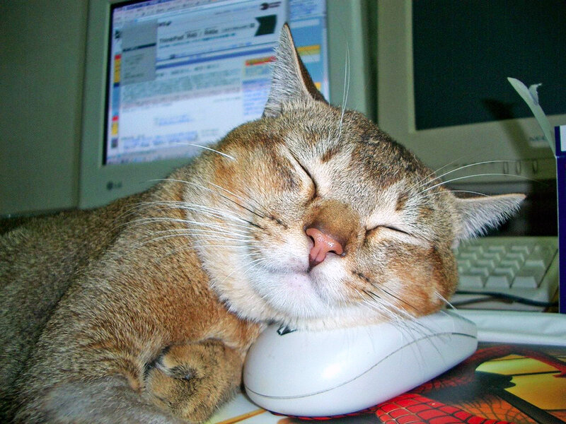 Sleeping Cat on Mouse