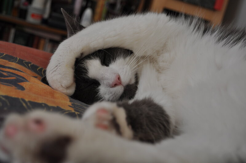 Sleeping cat on patterned blanket