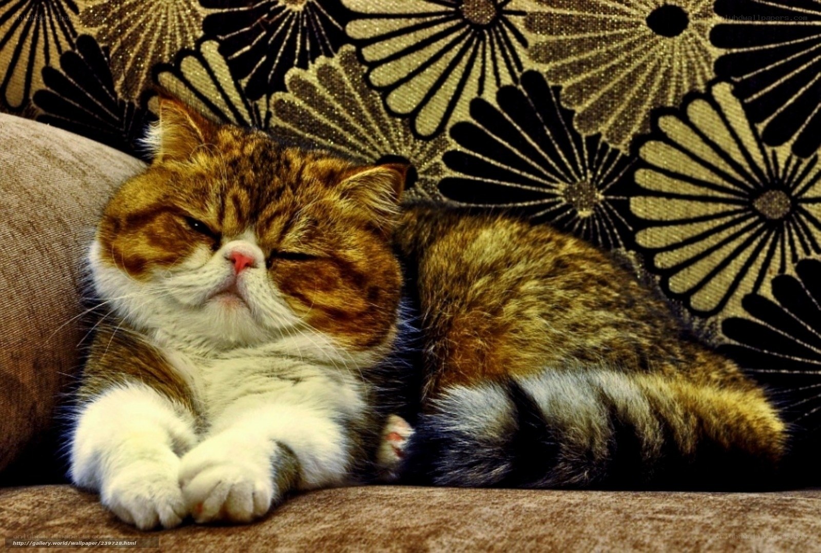 Sleeping cat on patterned couch