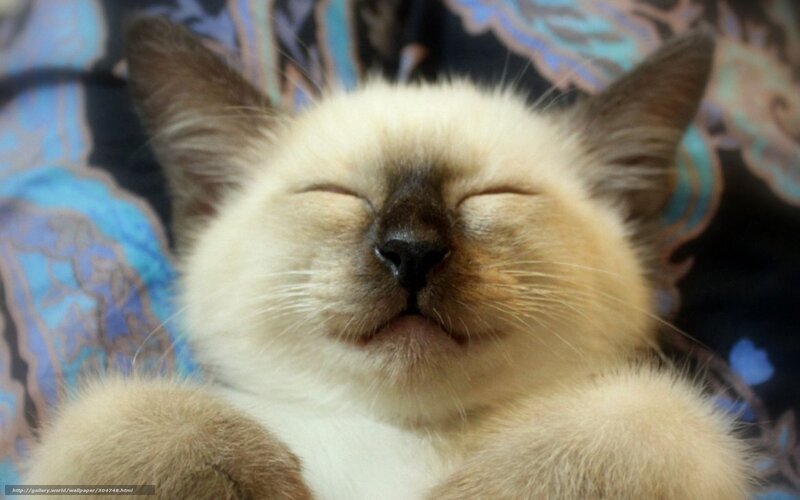sleeping cat on patterned fabric