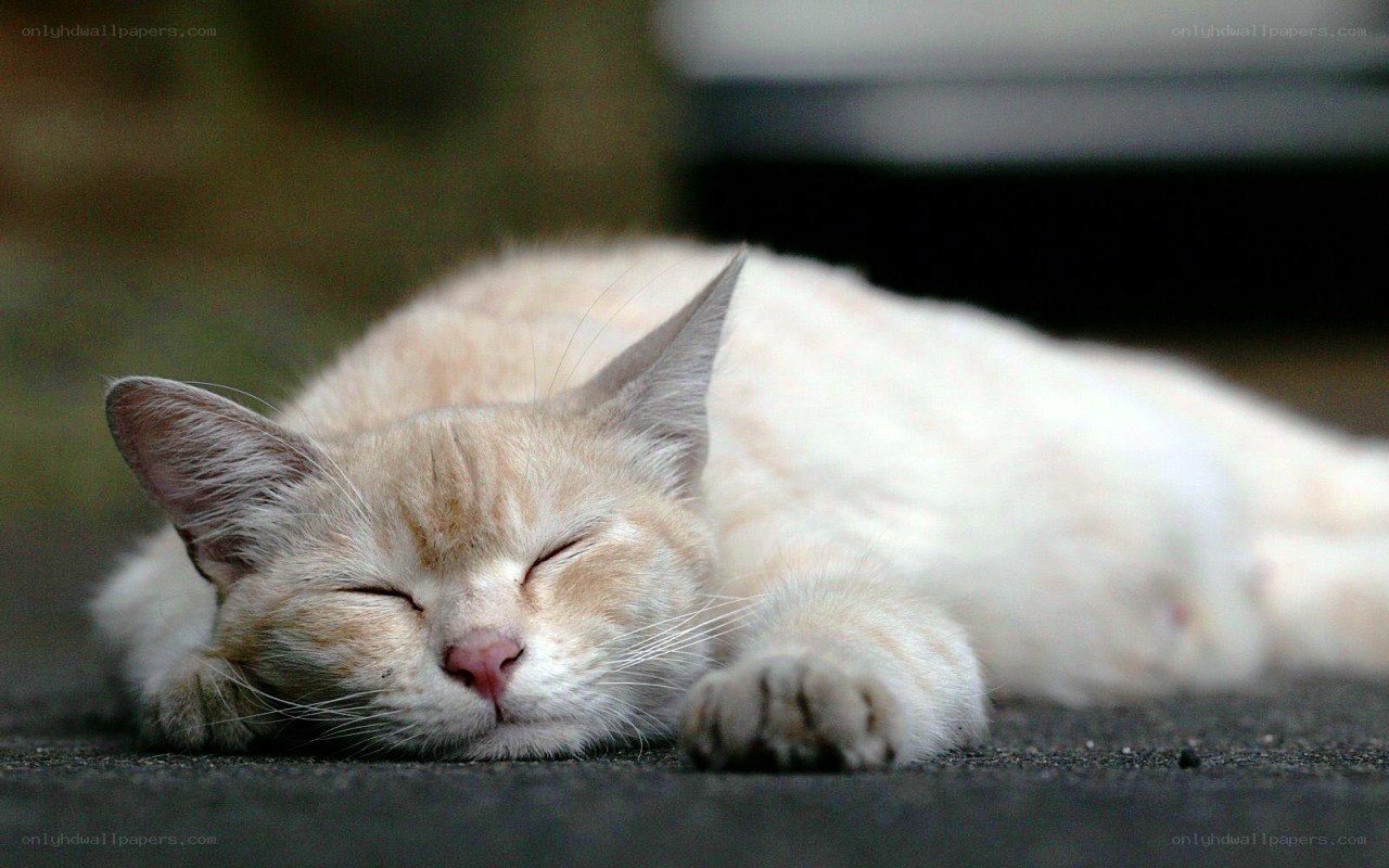 sleeping cat on pavement