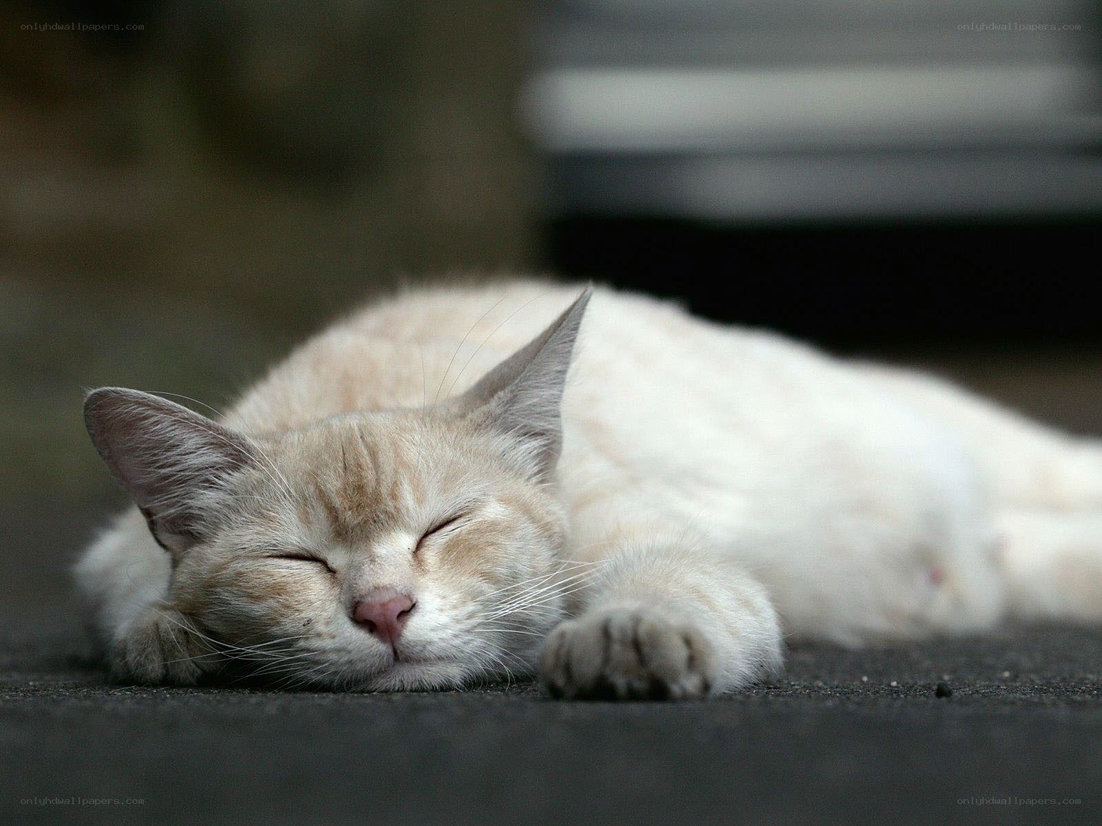 sleeping cat on pavement