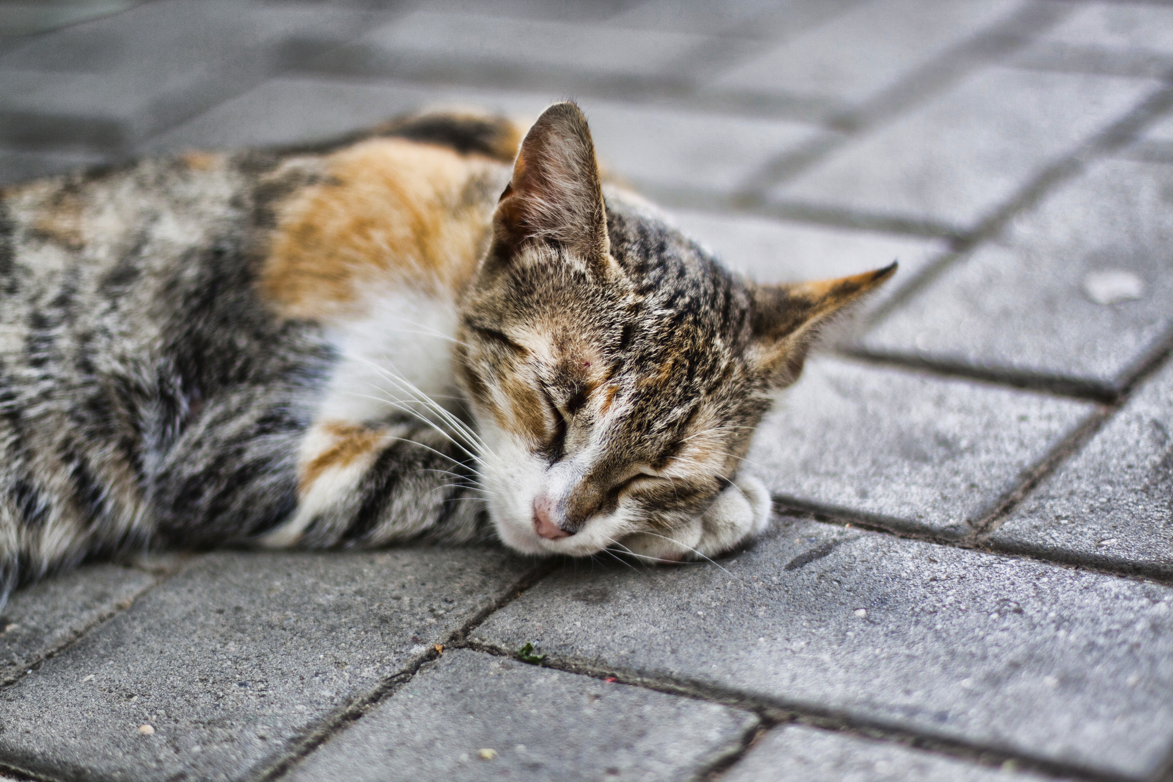 Sleeping cat on pavement