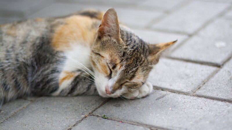 Sleeping cat on pavement