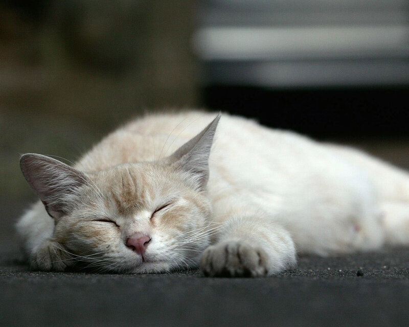 Sleeping Cat on Pavement — White