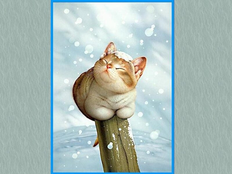Sleeping Cat on Post