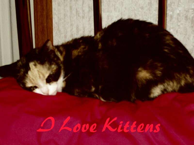 Sleeping cat on red blanket