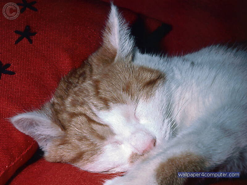Sleeping cat on red pillow
