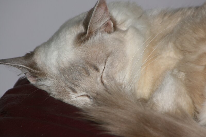 sleeping cat on red surface