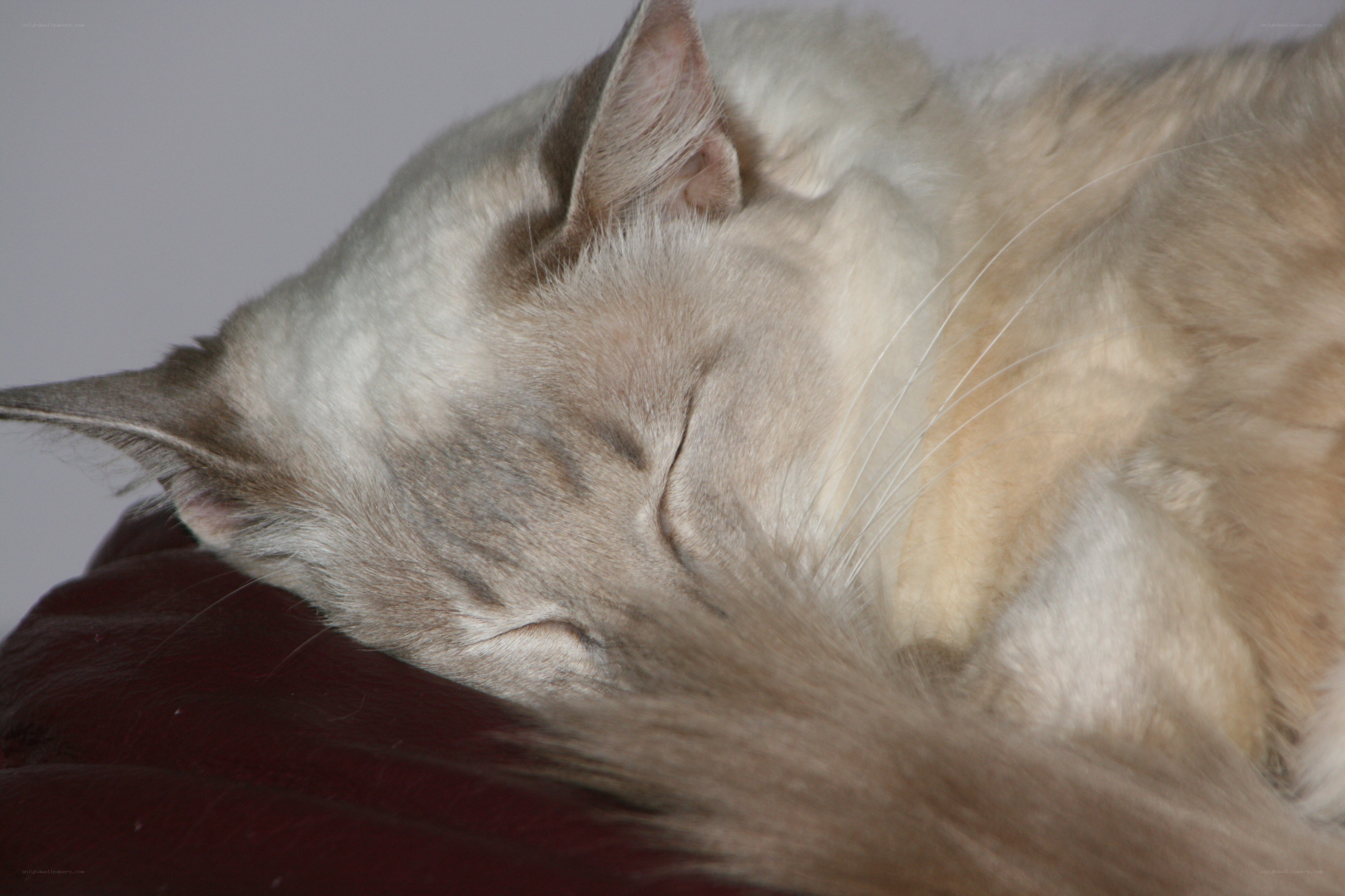 sleeping cat on red surface