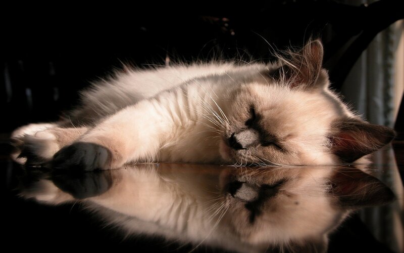 sleeping cat on reflective surface