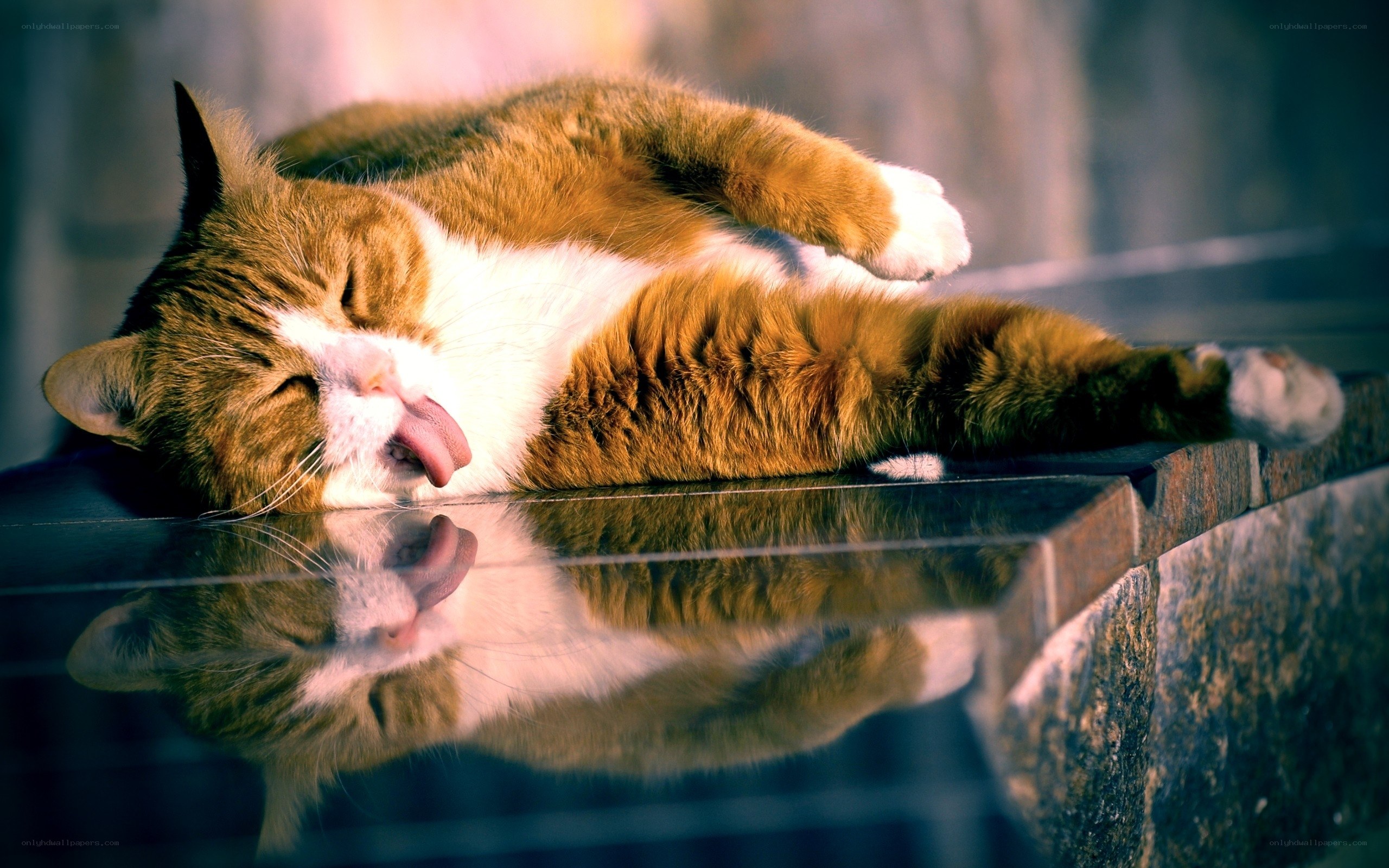 Sleeping cat on reflective surface
