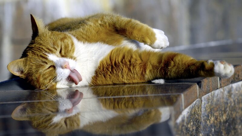 Sleeping cat on reflective surface