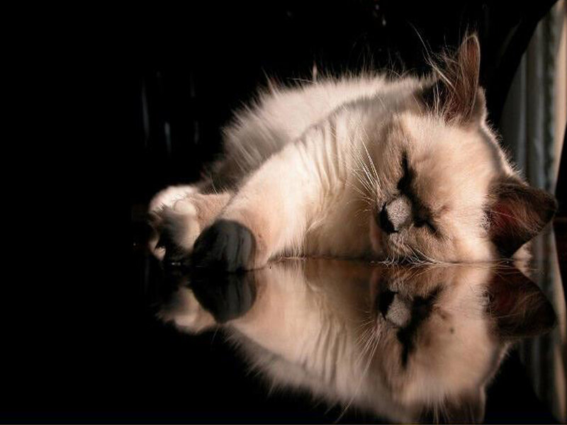 Sleeping Cat on Reflective Surface — Black