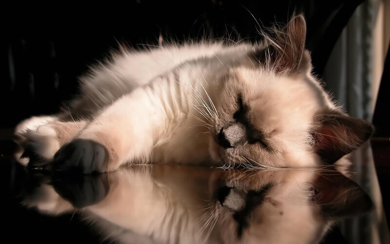 Sleeping Cat on Reflective Surface — White, Serene, Photograph