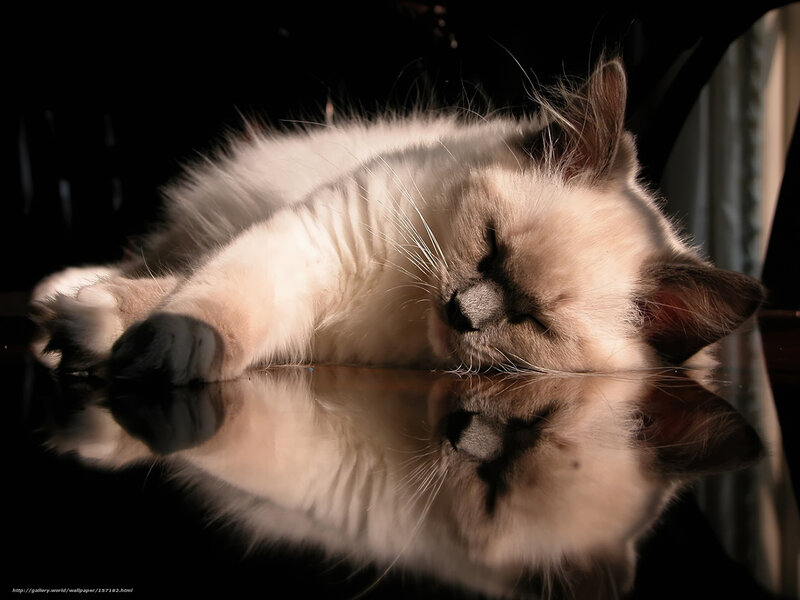 Sleeping Cat on Reflective Surface — White, Serene