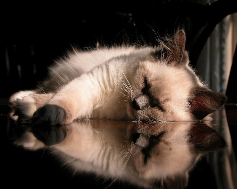Sleeping Cat on Reflective Surface — White