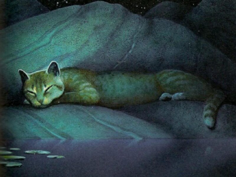 Sleeping Cat on Rock