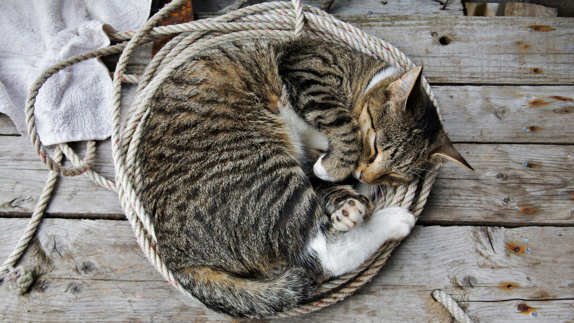 Sleeping cat on rope