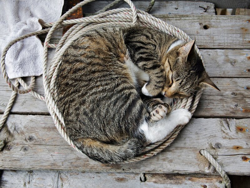 Sleeping cat on rope