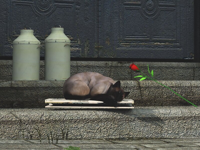 Sleeping Cat on Step