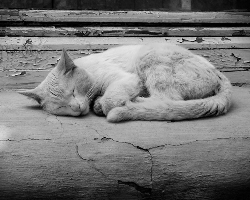 Sleeping Cat on Steps — Black