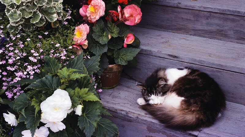 Sleeping Cat on Steps — Brown