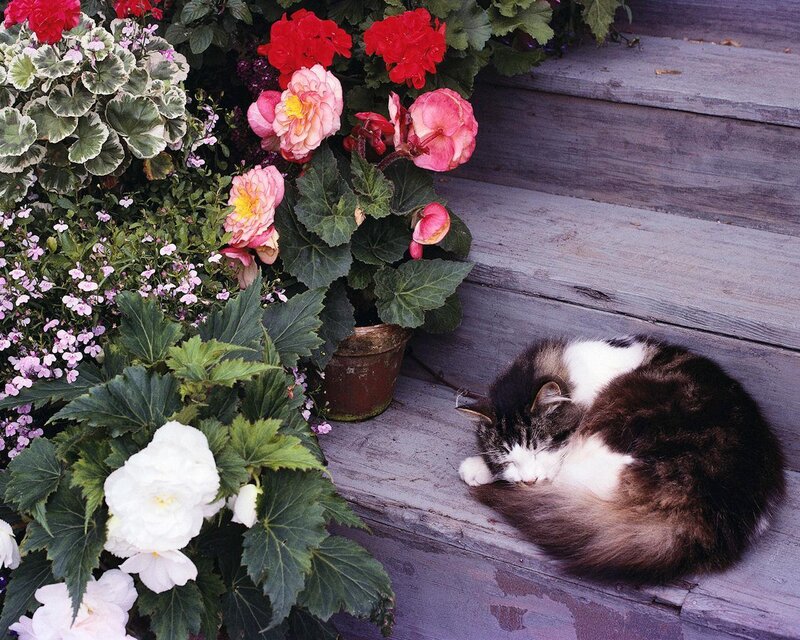 Sleeping Cat on Steps