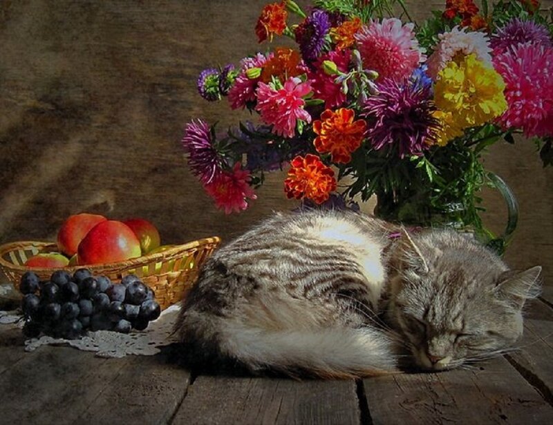 Sleeping Cat on Table — Brown