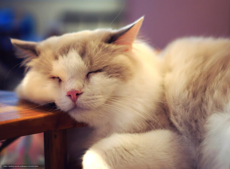 Sleeping cat on table