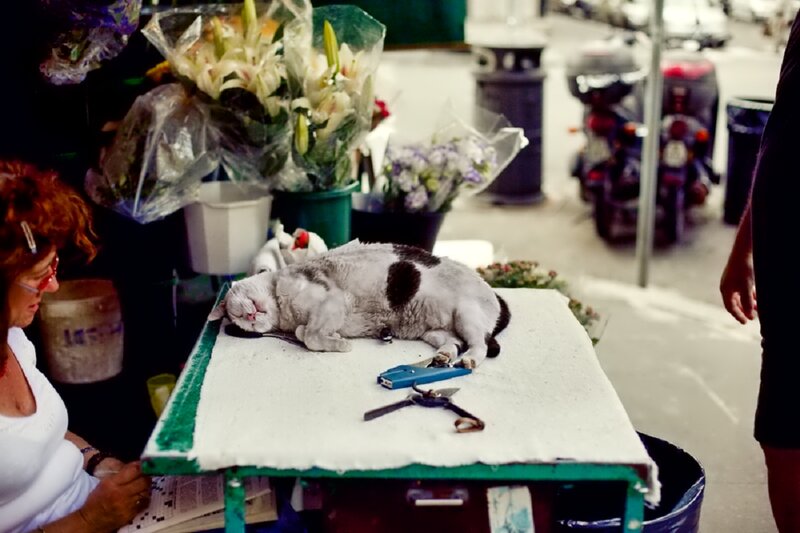 Sleeping Cat on Table — White