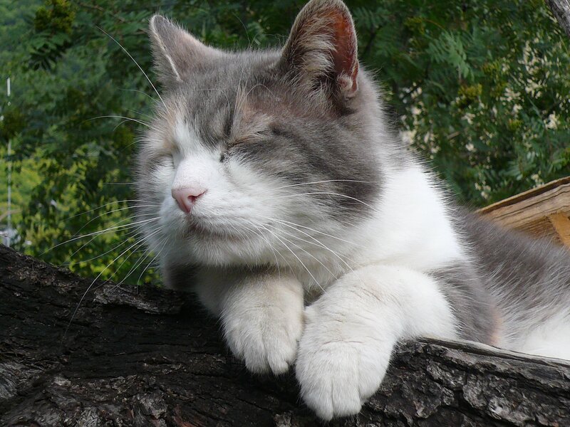 sleeping cat on tree branch