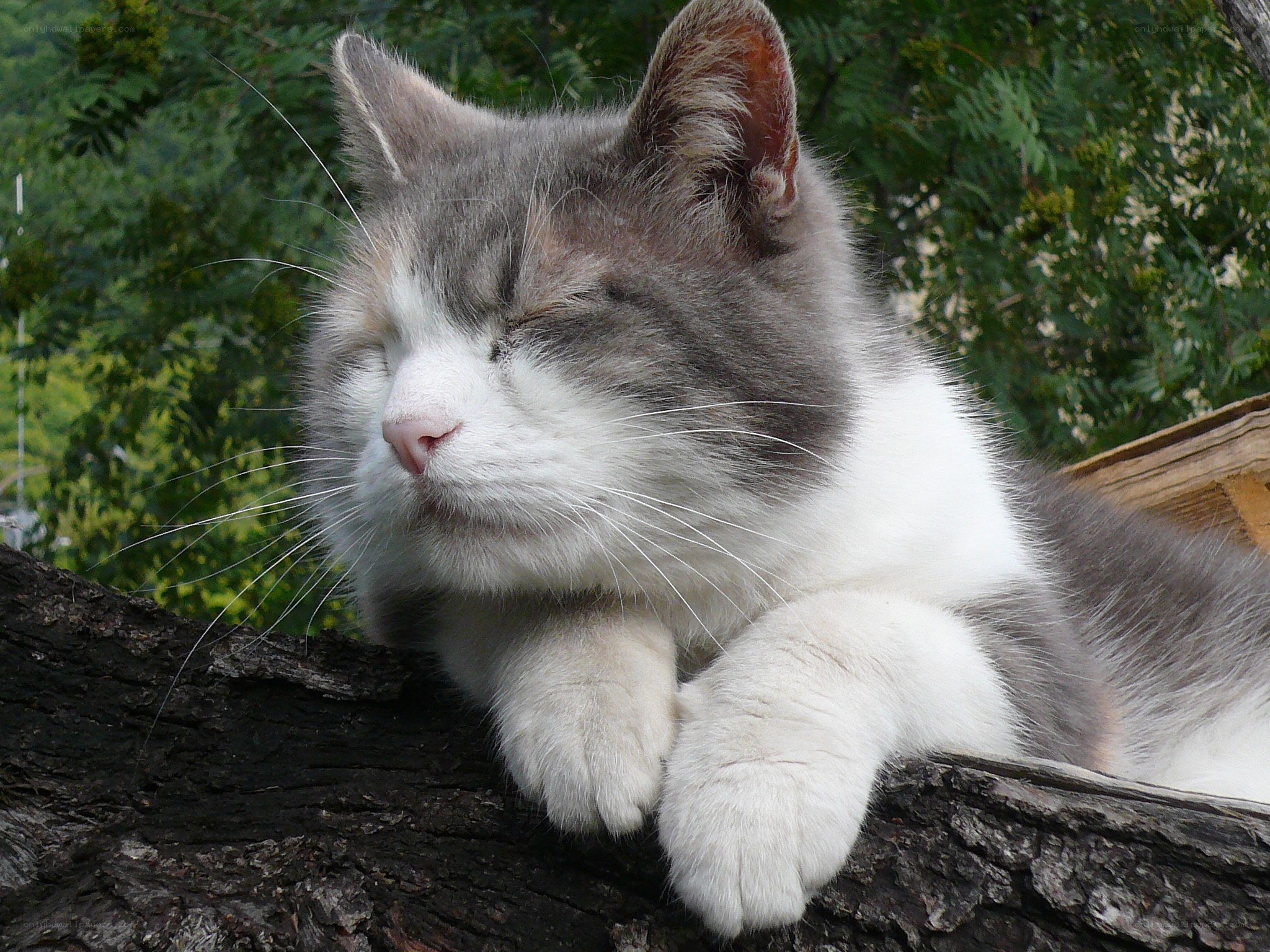 sleeping cat on tree branch