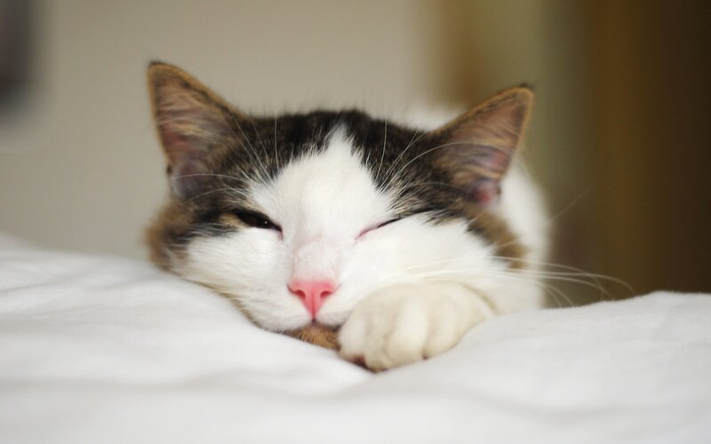 sleeping cat on white blanket