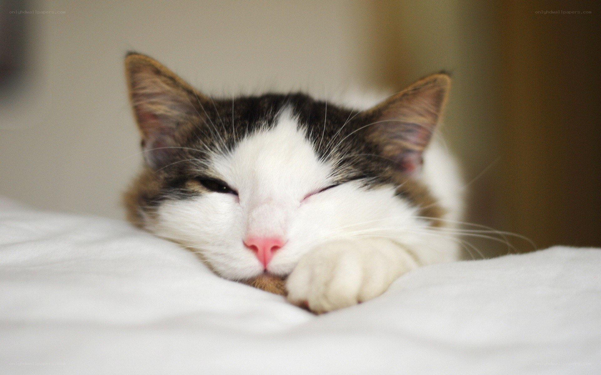 sleeping cat on white blanket