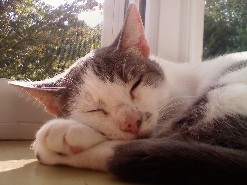 Sleeping cat on windowsill
