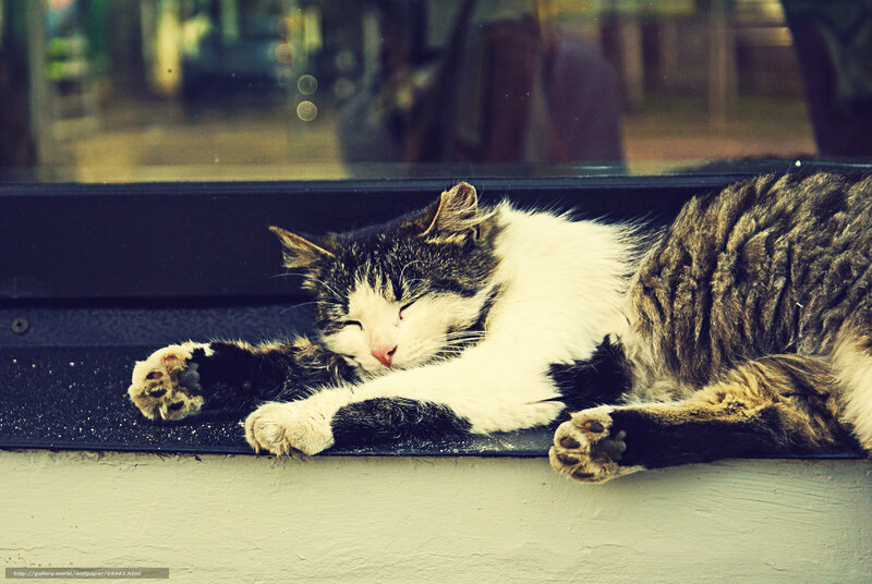 Sleeping cat on windowsill