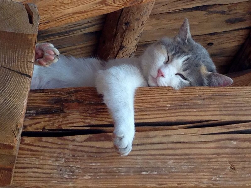 Sleeping Cat on Wood — Brown