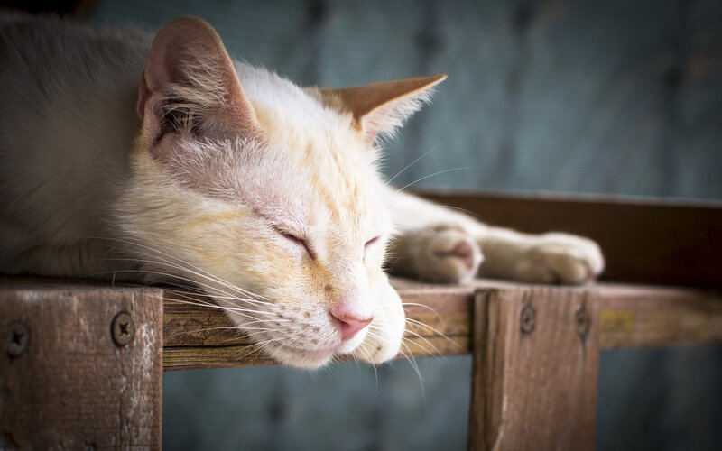 Sleeping Cat on Wood