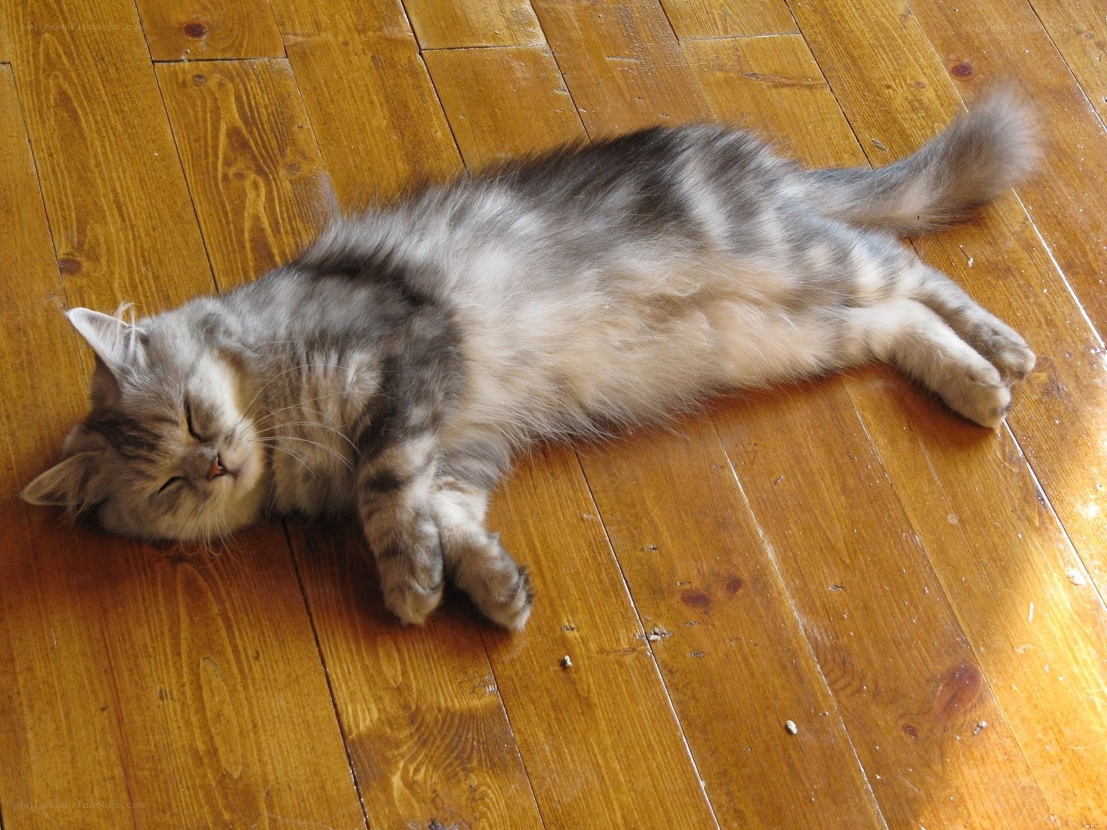 Sleeping cat on wooden floor