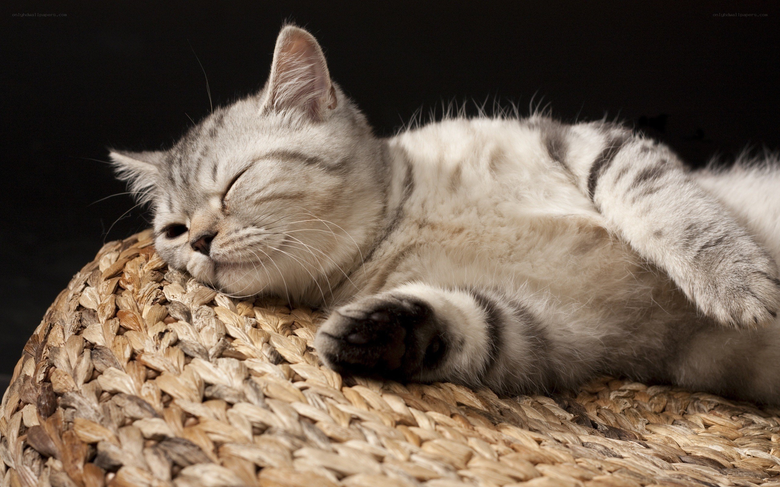 Sleeping cat on woven mat