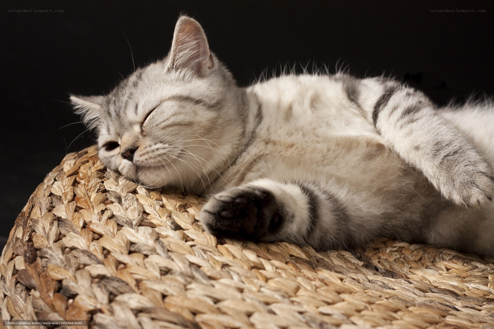 Sleeping cat on woven mat